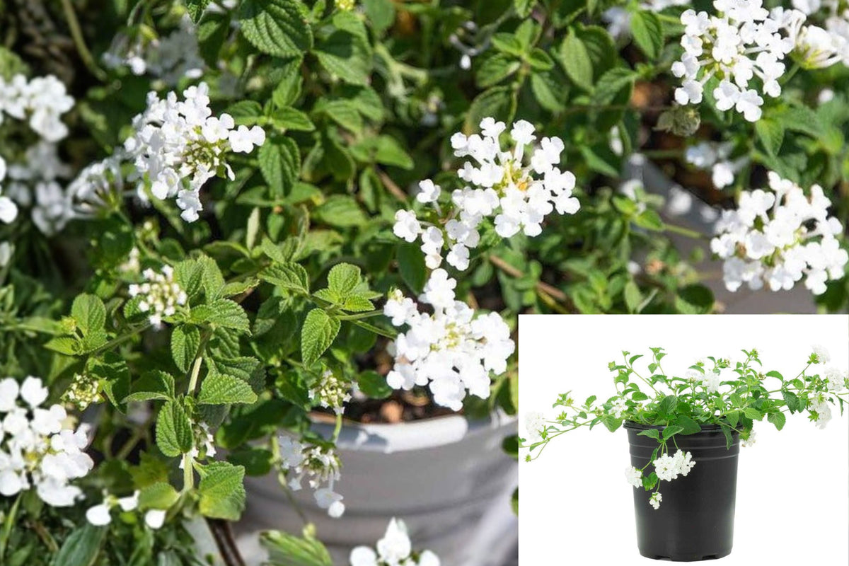 Trailing White Lantana Live Plant, Lantana camara Flowering Shrub, 4 Inch Starter for Hanging Baskets, Containers and Garden Borders