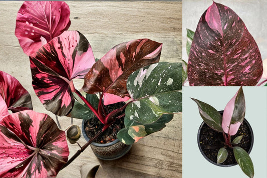 Philodendron Pink Marble Live Plant – 3–5 Inch Rooted Plant – Variegated