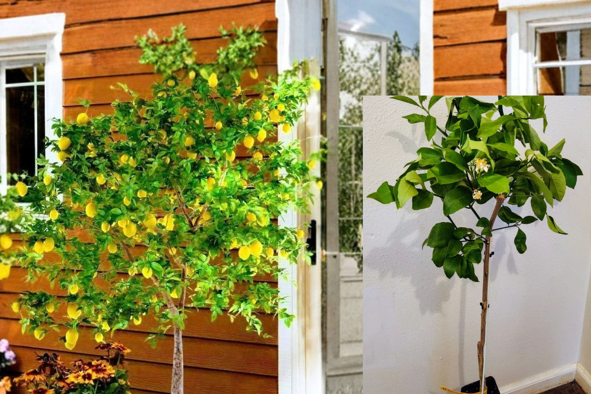 Dwarf Meyer Lemon Tree, 36–48 Inches Tall in 12-Inch Citrus Pot – Citrus × meyeri
