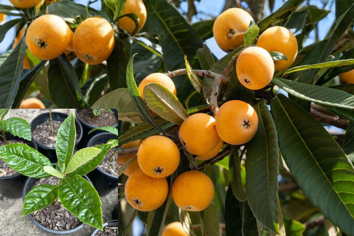 2 Loquat Tree Seedlings, Christmas Loquat Live Fruit Trees, 7 Inch Plus Plants, Eriobotrya japonica, No Pot, Free Shipping