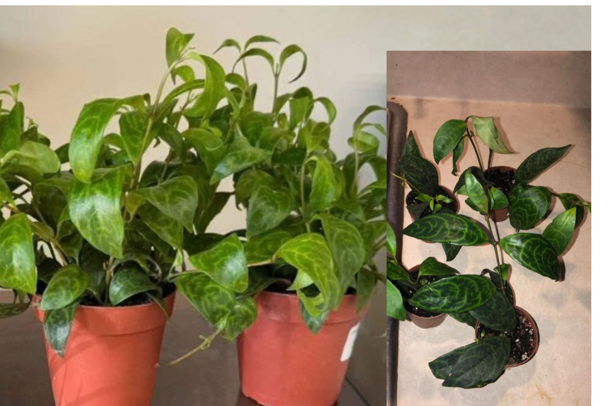Black Pagoda Lipstick Plant – 1 Live Plant – 10 Inches – 3.5" Pot – Aeschynanthus