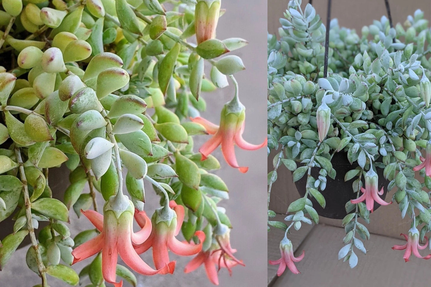 Cotyledon Pendens 1 Live Plant – 6" Hanging Pot – Rare Cliff Cotyledon Succulent