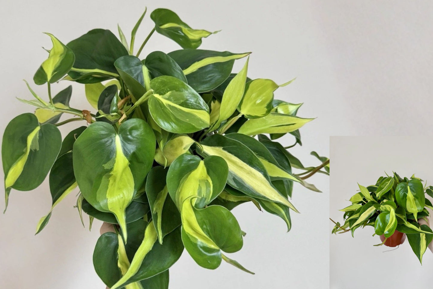 Philodendron Brasil Live Houseplant – 6-Inch Pot – Philodendron