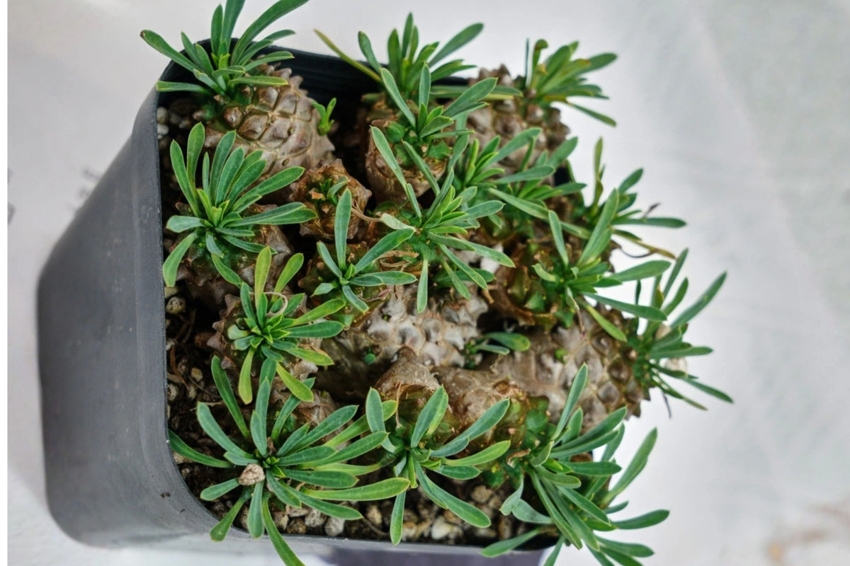 Euphorbia Inermis Live Succulent Plant, 5 Inch Collector Plant, Unusual Sculptural Succulent for Indoor Plant Display