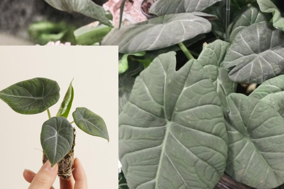 Alocasia Maharani Live Plant, Textured Tropical Houseplant, 4–8 Inch Bare Root Starter, Indoor Foliage Plant