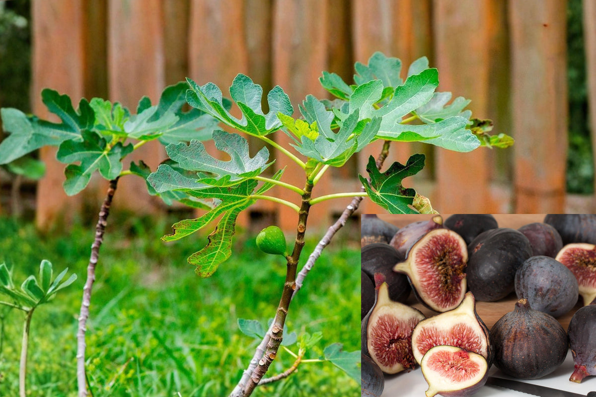 Magnolia Fig Live Plant, Ficus carica Brunswick Fig Tree Starter, 3–8 Inch Tall in 3 Inch Pot, Edible Fruit Tree