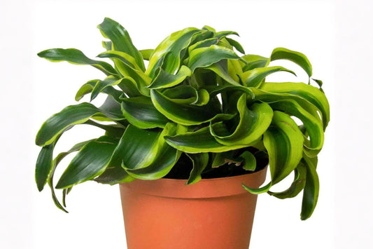 Dracaena Tornado Live Plant, Curly Dracaena Fragrans Houseplant in 4 Inch Pot, Tropical Indoor Foliage Plant
