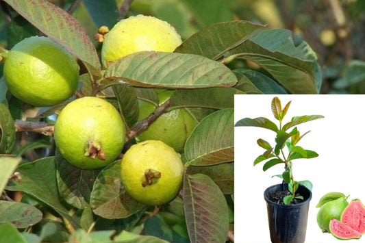Pink Guava Live Fruit Tree, 5–10 Inches Tall in 4-Inch Pot – Psidium guajava