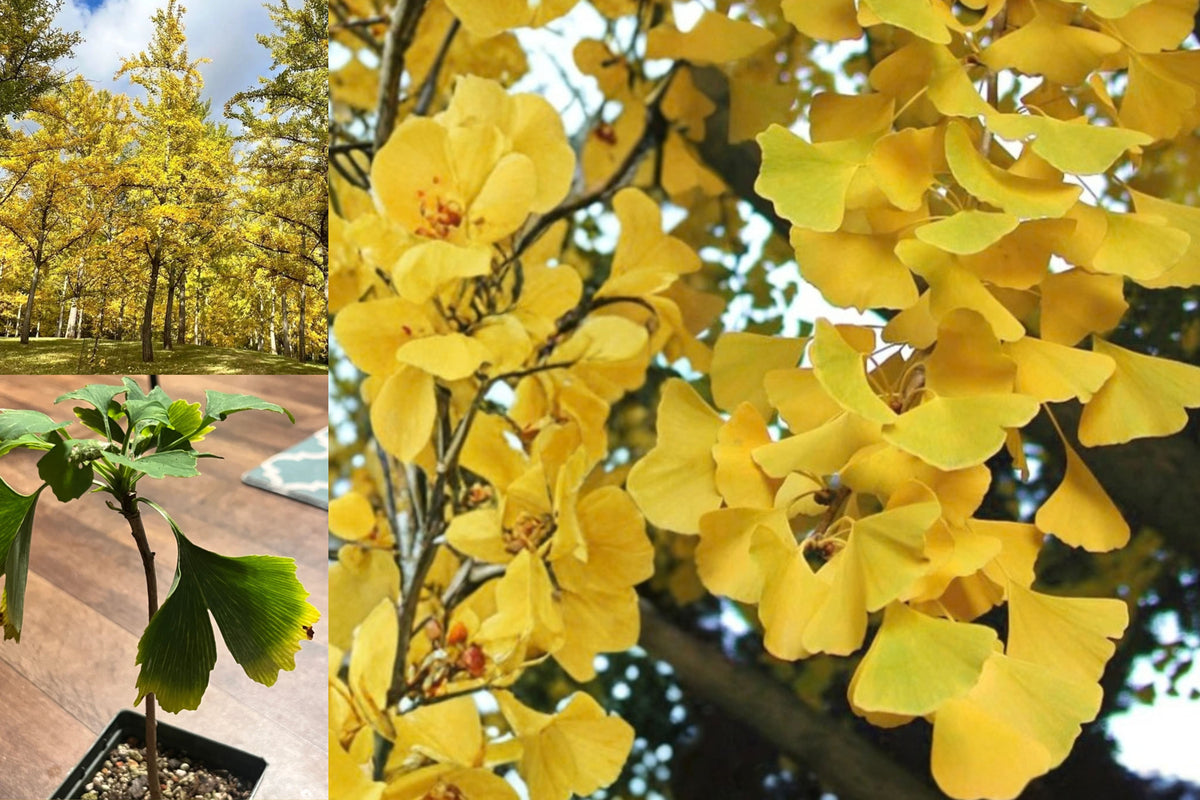Ginkgo Live Plant – 1 Tree – 12 Inches – 4" Pot – Ginkgo biloba