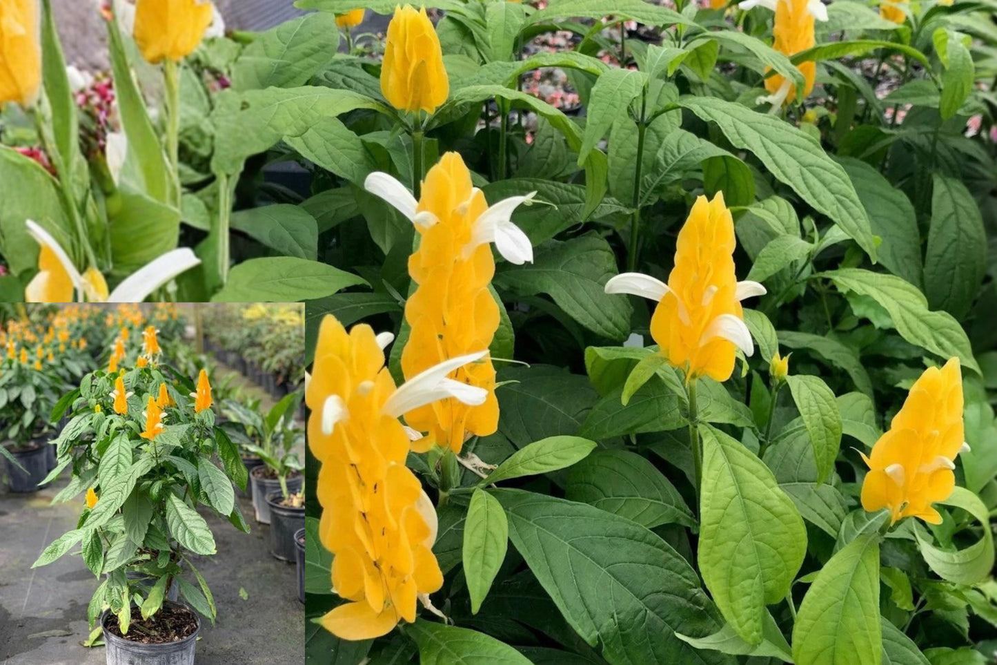 Yellow Shrimp Plant 4-Inch Live Plant – Pachystachys lutea