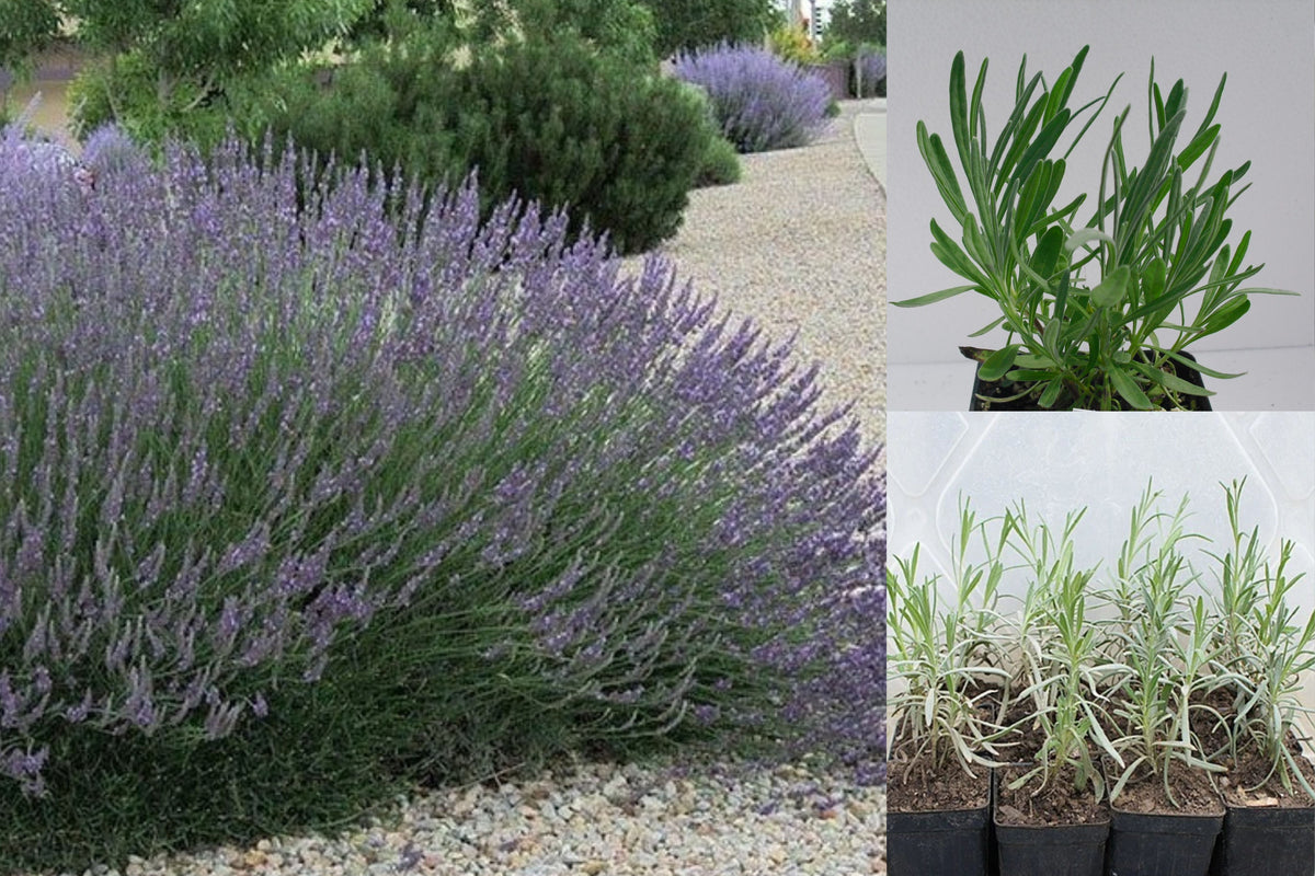 Grosso Lavender Live Plant, Lavandula x intermedia, Fragrant Purple Flowering Perennial, 2.5 Inch Pot, Young Lavender Starter