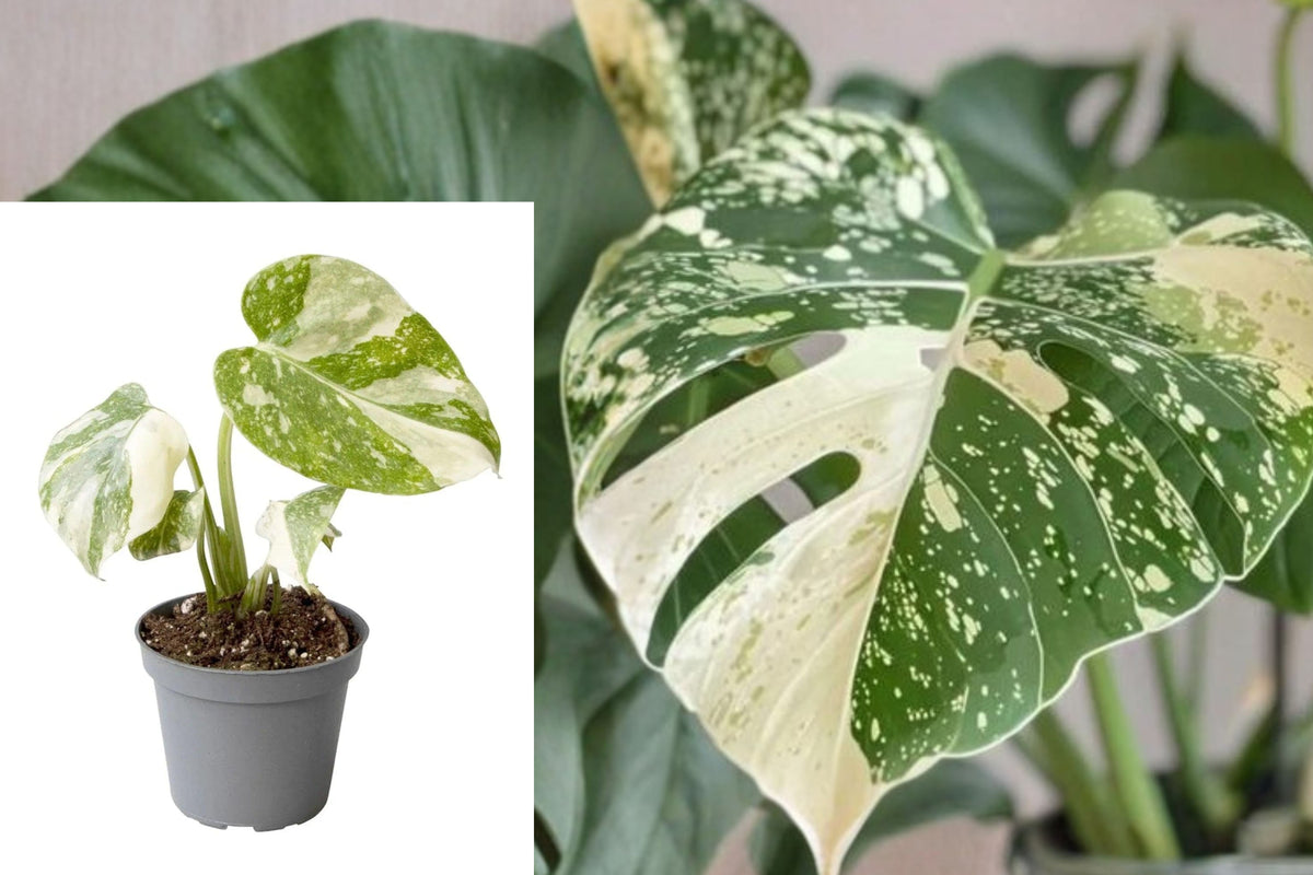 Monstera Thai Constellation Live Plant, Variegated Monstera deliciosa in Pot, 6–12 Inch Tropical Indoor Houseplant