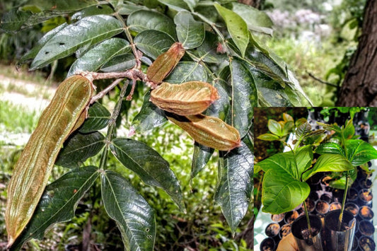 2 Ice Cream Bean Live Trees – 8 Inch Item Length – Inga sp.