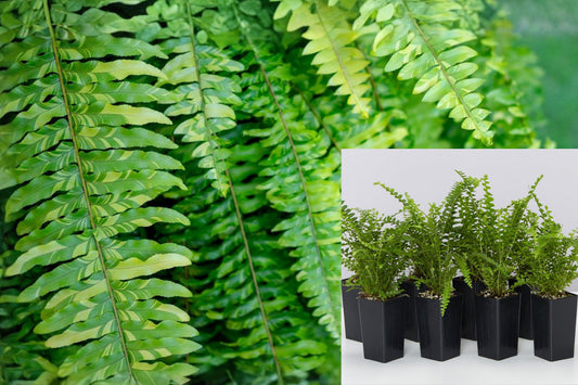 15 Rooted Boston Fern Live Plants, Green Fern Starters for Indoor or Shady Outdoor Gardens, Tropical Foliage Plants