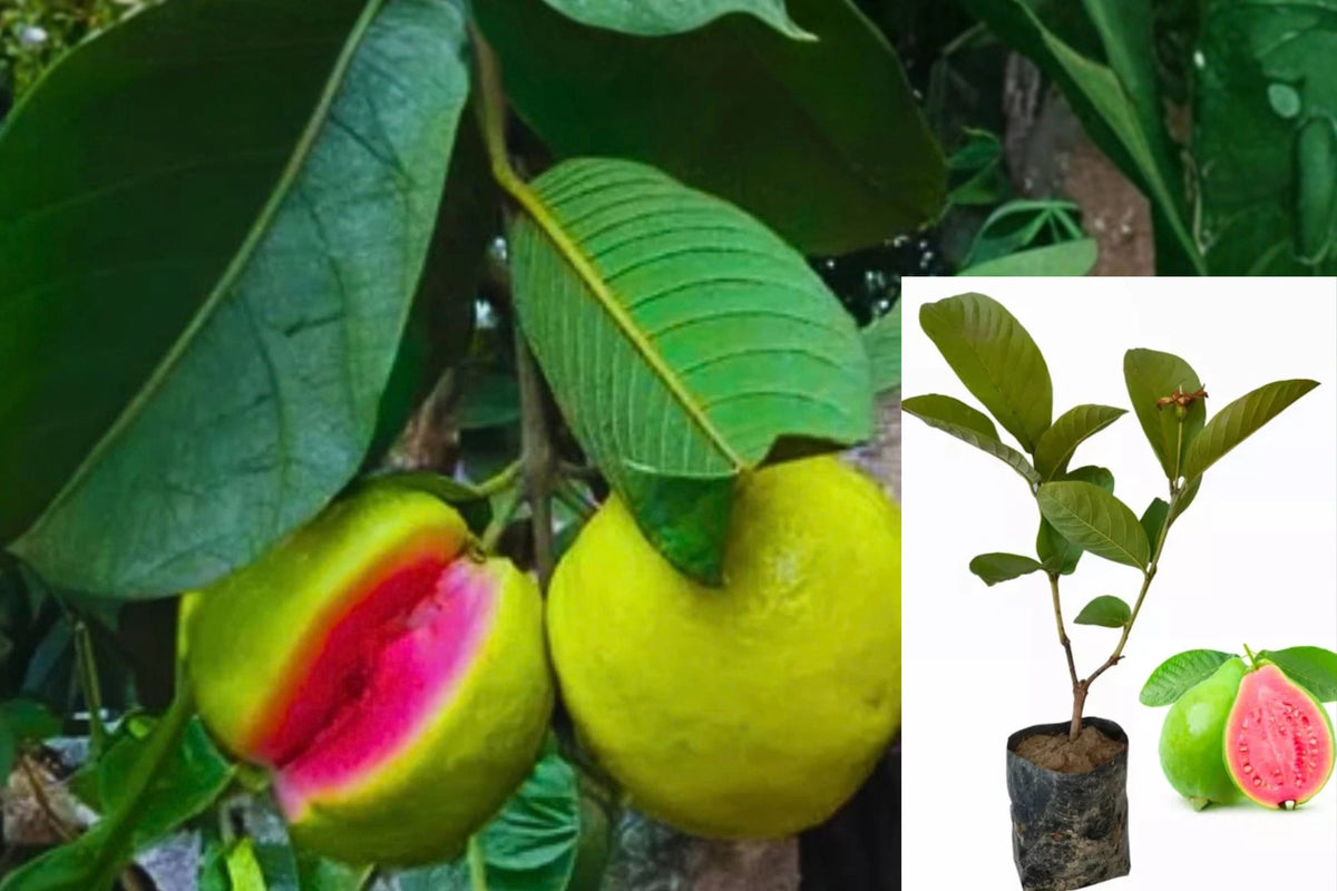 Pink Guava Live Fruit Tree, 6–12 Inches Tall – Psidium guajava