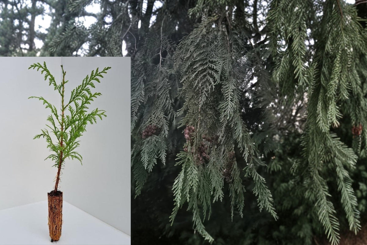 2 Western Red Cedar Live Seedlings, Thuja plicata Bare Root Trees, 12+ Inch PNW Grown Native Evergreen Plants