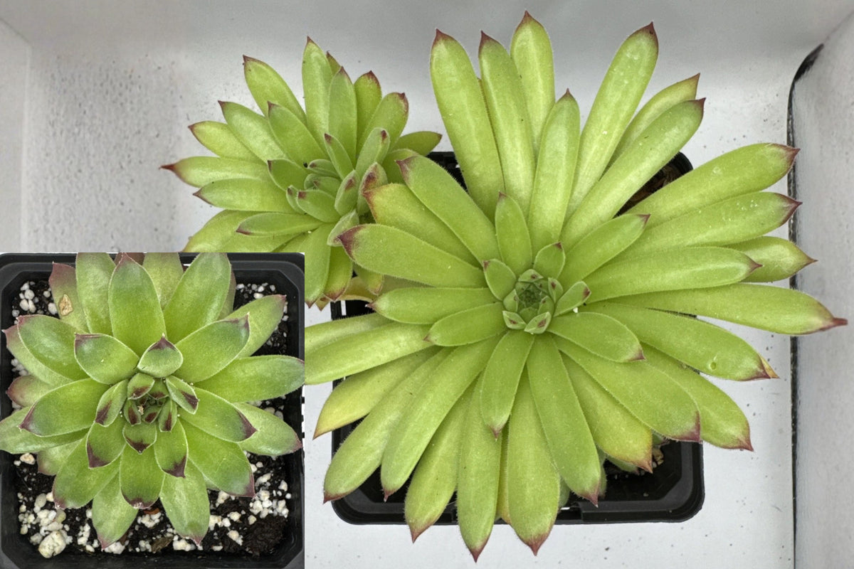 Sempervivum Karola Live Succulent Plant, Hens and Chicks Houseleek, Cold Hardy Outdoor Rosette Succulent for Rock Gardens