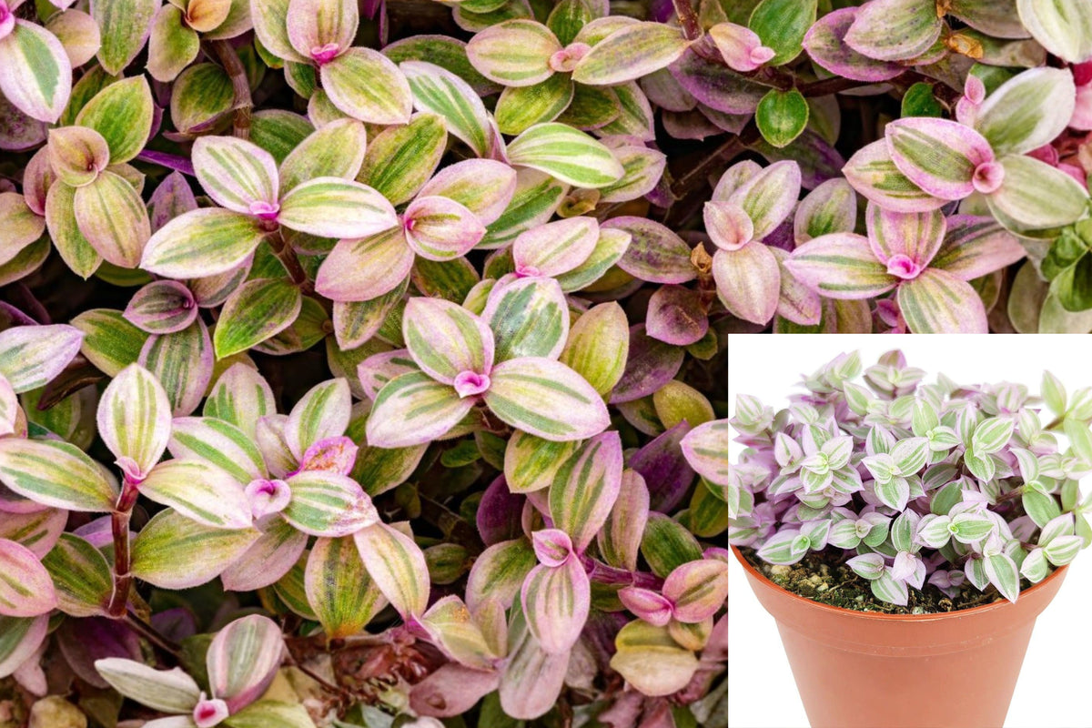 Pink Lady Callisia Repens Live Plant, Pink Variegated Trailing Succulent in 4 Inch Hanging Pot, Colorful Indoor Houseplant