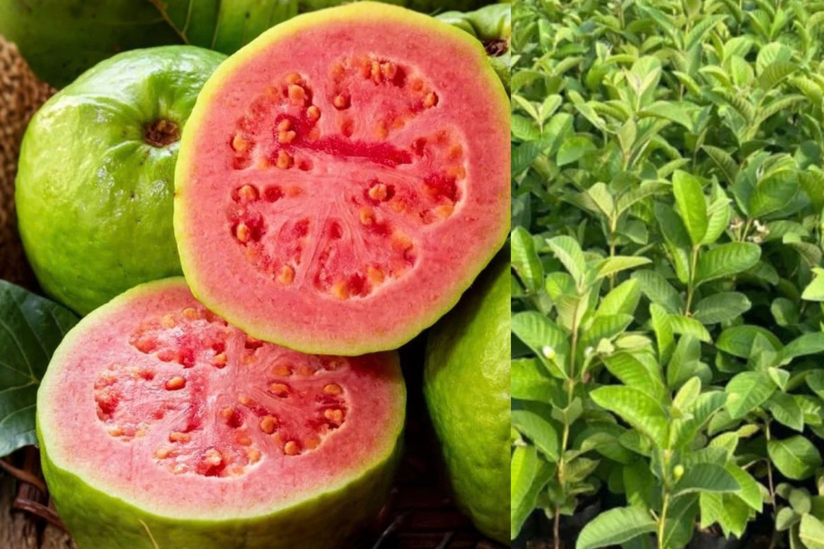 Pink Guava Live Fruit Tree, 10–14 Inches Tall, Bare Root – Psidium guajava