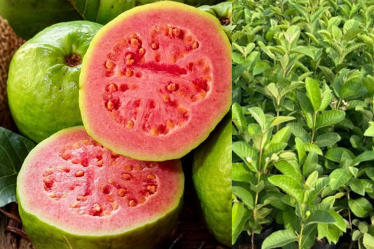 Pink Guava Live Fruit Tree, 10–14 Inches Tall, Bare Root – Psidium guajava