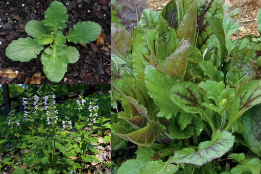 Wild Lyre Leaf Sage Live Plant, Young Sage Plant for Outdoor Gardens, Live Herbaceous Foliage Starter