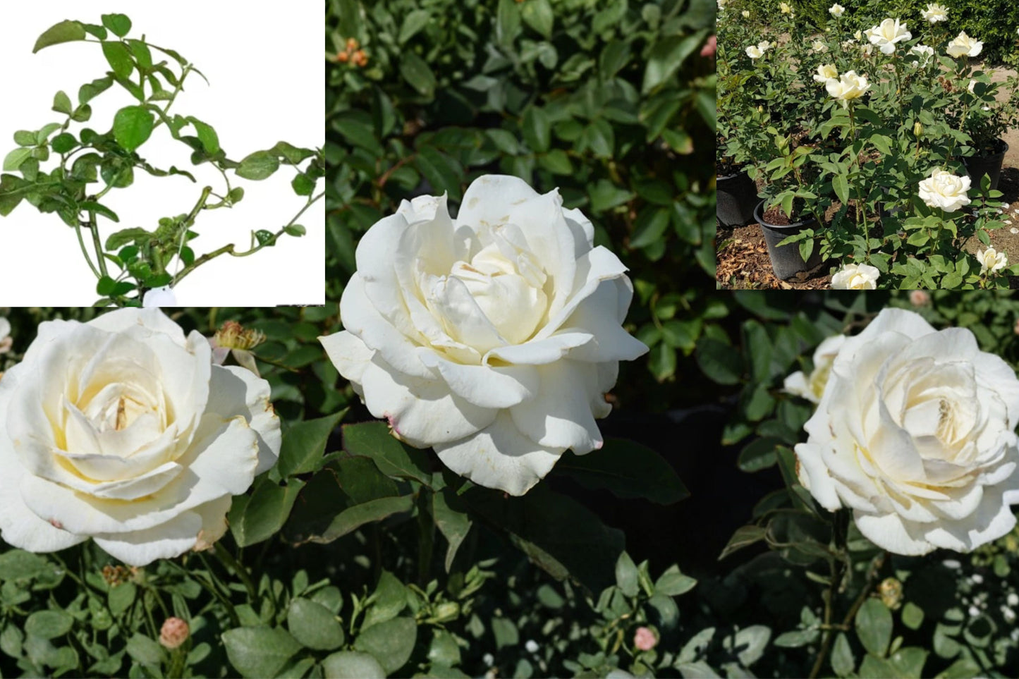 John F. Kennedy Rose Live Starter Plant 4–6 Inch – Rosa Hybrid Tea