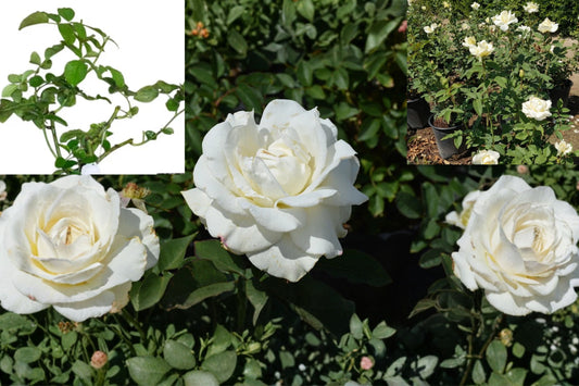 John F. Kennedy Rose Live Starter Plant 4–6 Inch – Rosa Hybrid Tea