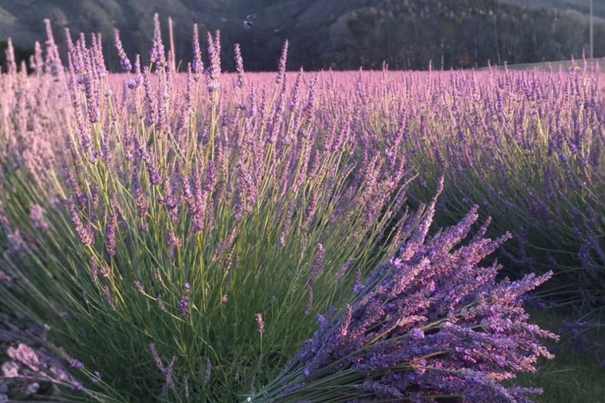 Phenomenal Lavender 2 Live Plants, 4–8 Inches Tall, No Pot – Lavandula × intermedia ‘Phenomenal’