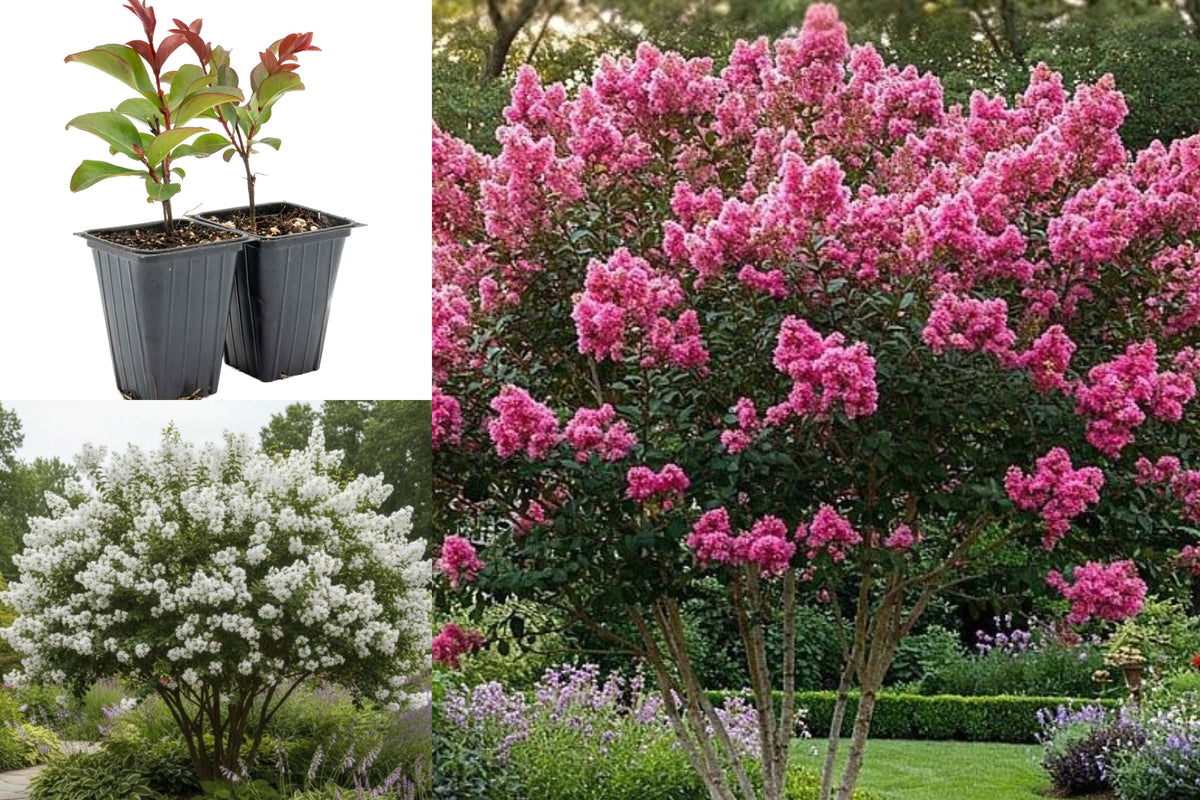 2 Live Crape Myrtle Plants, Rooted Flowering Shrub Starters, Pink or White Blooms, 8 Inch or Taller Outdoor Plants