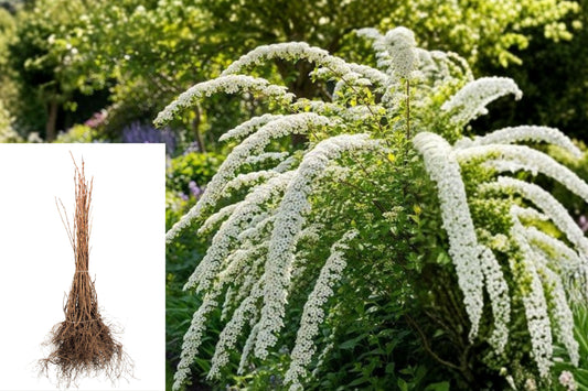 Spirea Vanhouttei Live Bare Root Shrub, 12–24 Inch White Spring Flowering Plant, Hardy Landscape Hedge Shrub, Zones 3–8