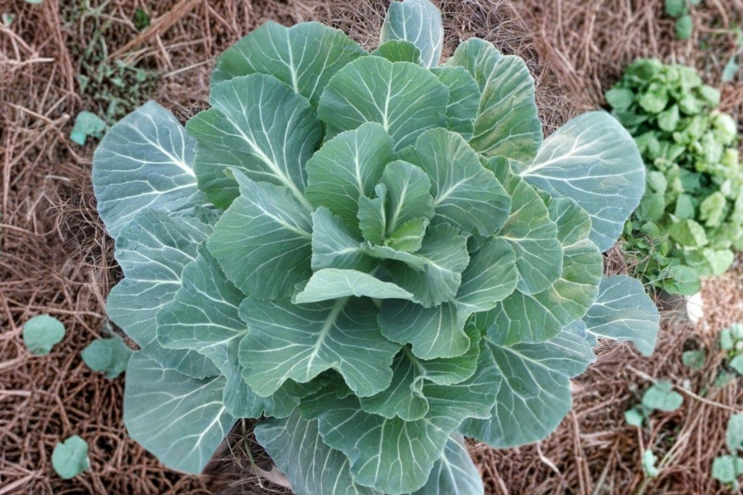 Georgia Southern Collards – 9 Live Seedlings – Brassica oleracea