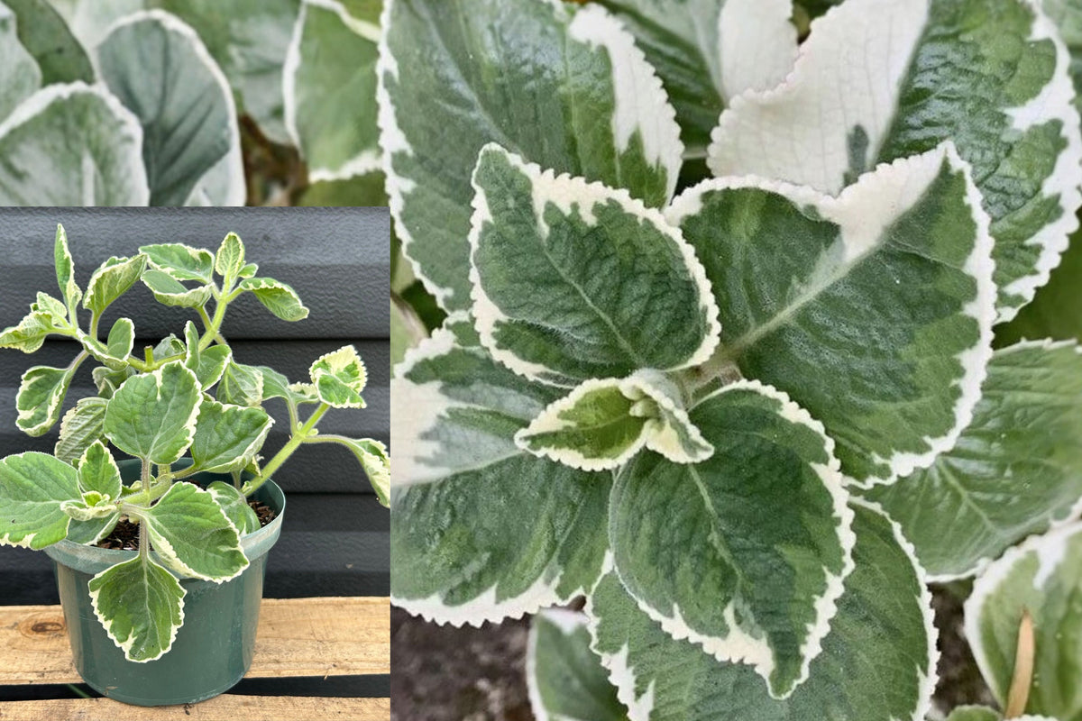 Variegated Indian Borage Live Plant, Coleus amboinicus, Green and Cream Fuzzy Foliage, Tropical Trailing Houseplant, 1–2 Feet Tall