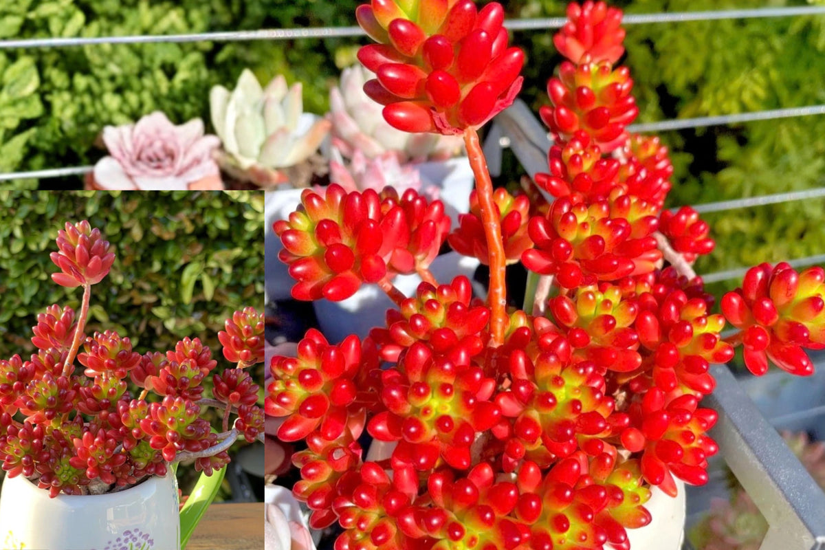 Jelly Bean Succulent Unrooted Cutting, 1–1.5 Inches Wide – Sedum rubrotinctum