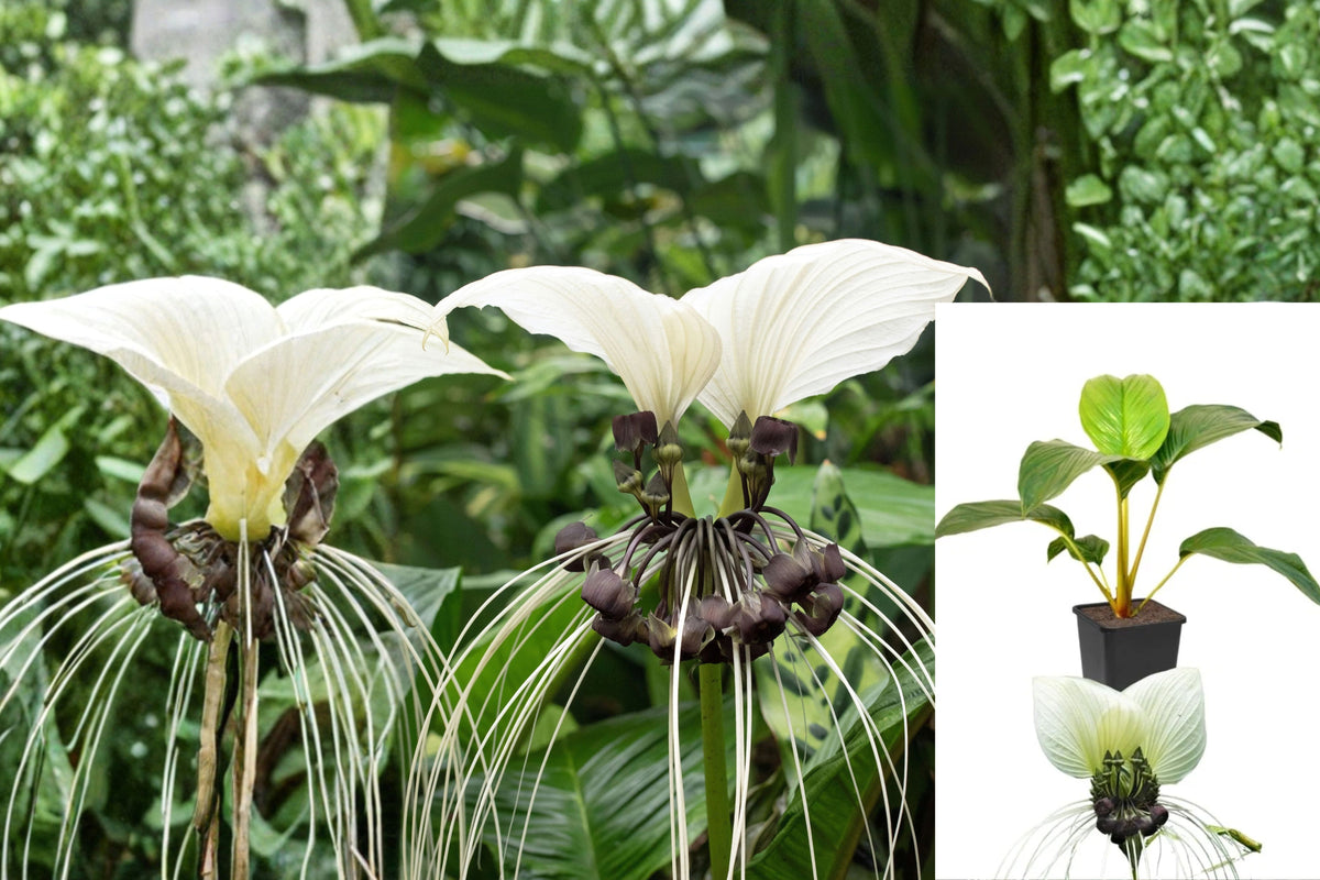 Tacca Bat Flower Live Plant – 5–9 Inch Starter – Tacca sp.