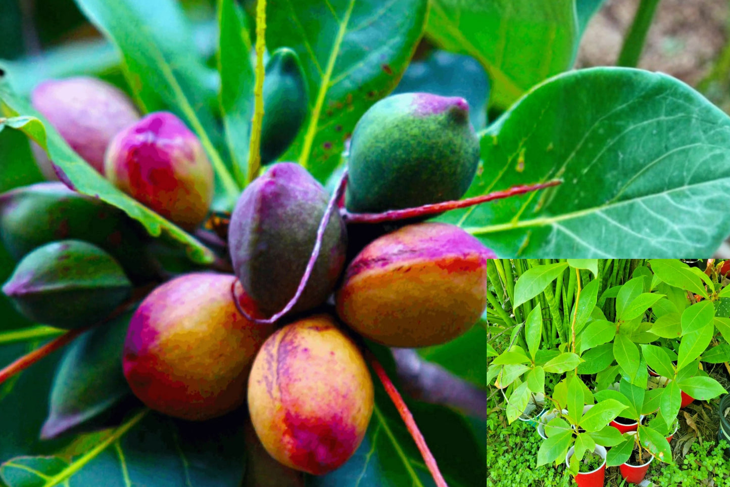 Tropical Almond 1 Live Plant – 7–12 Inch – Terminalia catappa