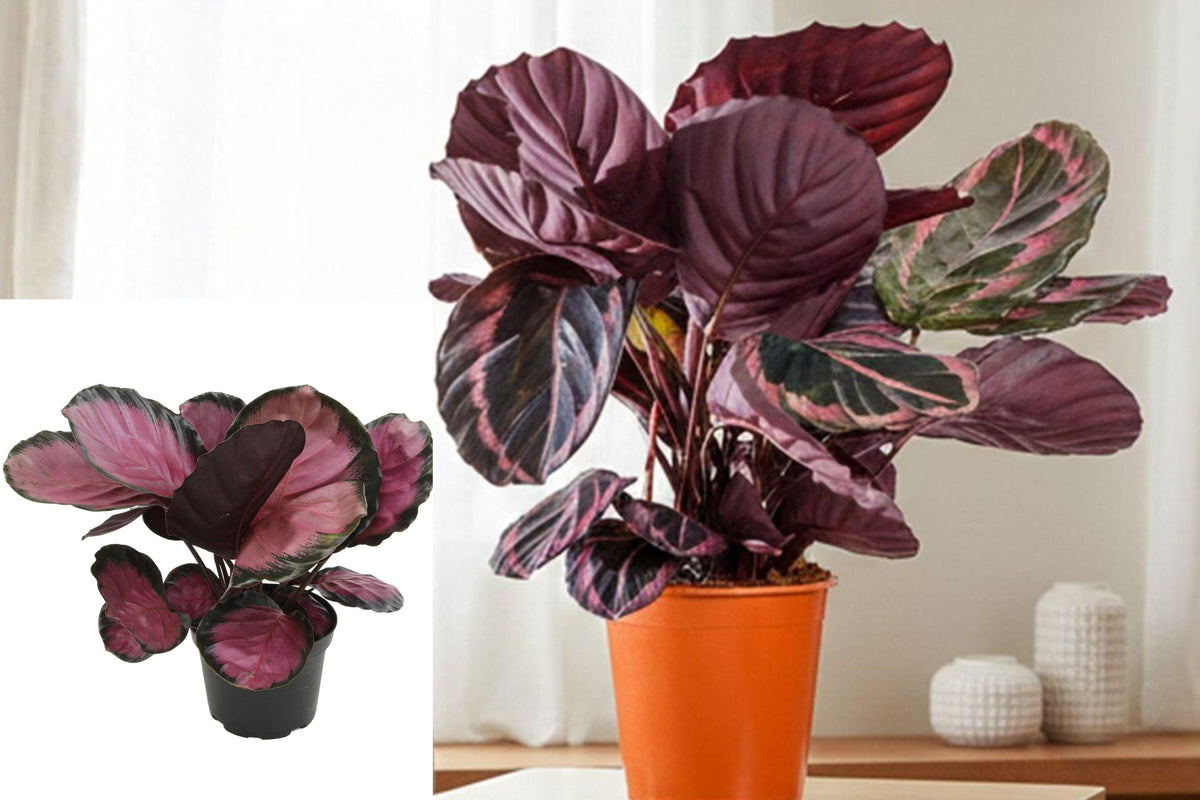 Calathea Roseopicta Purple Rose Live Plant, Tropical Purple and Green Foliage Houseplant, 6 Inch Grower Pot, Prayer Plant Relative