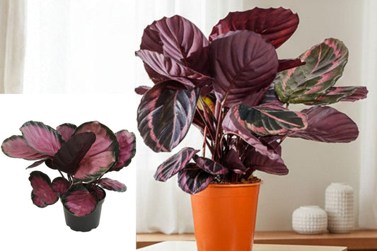 Calathea Roseopicta Purple Rose Live Plant, Tropical Purple and Green Foliage Houseplant, 6 Inch Grower Pot, Prayer Plant Relative