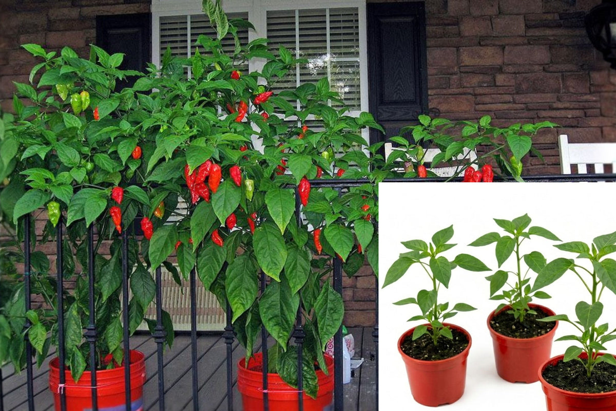 3 Live Super Hot Pepper Plants, Choose Your Varieties, Mature Chili Pepper Starters for Garden or Patio, 75+ Days Old