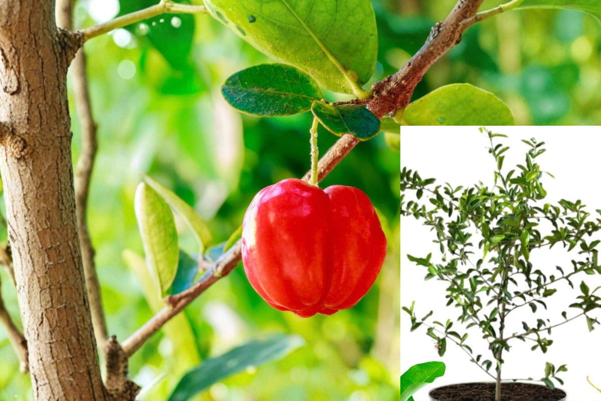 Barbados Cherry Live Plant – 4–8 Inch Starter – Malpighia sp. – No Pot