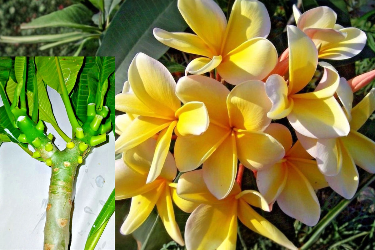 Blazing Sun Yellow Plumeria Cutting, Double Branch Frangipani Starter, 10–18 Inch Tropical Flowering Tree for Sunny Gardens