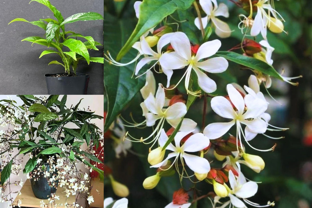 Clerodendrum Wallichii Live Plant, Chain of Glory Flowering Tropical Plant, 5–9 Inch Outdoor Garden Starter