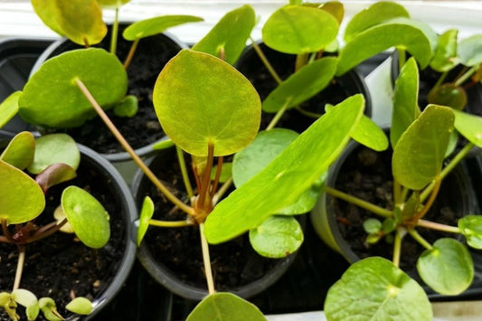 Chinese Money Plant 1 Live Plant – 2-Inch Pot – Pilea peperomioides