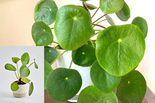 Pilea Peperomioides Live Plant – Chinese Money Plant, 4–7 Inch – No Pot