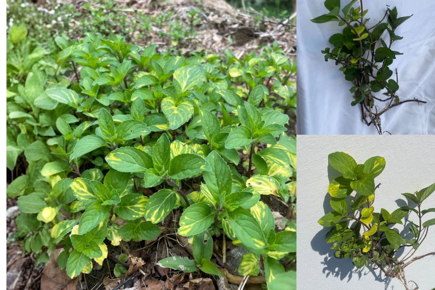 Ginger Mint 6 Live Bare Root Plants – Mentha × gracilis 'Variegata'