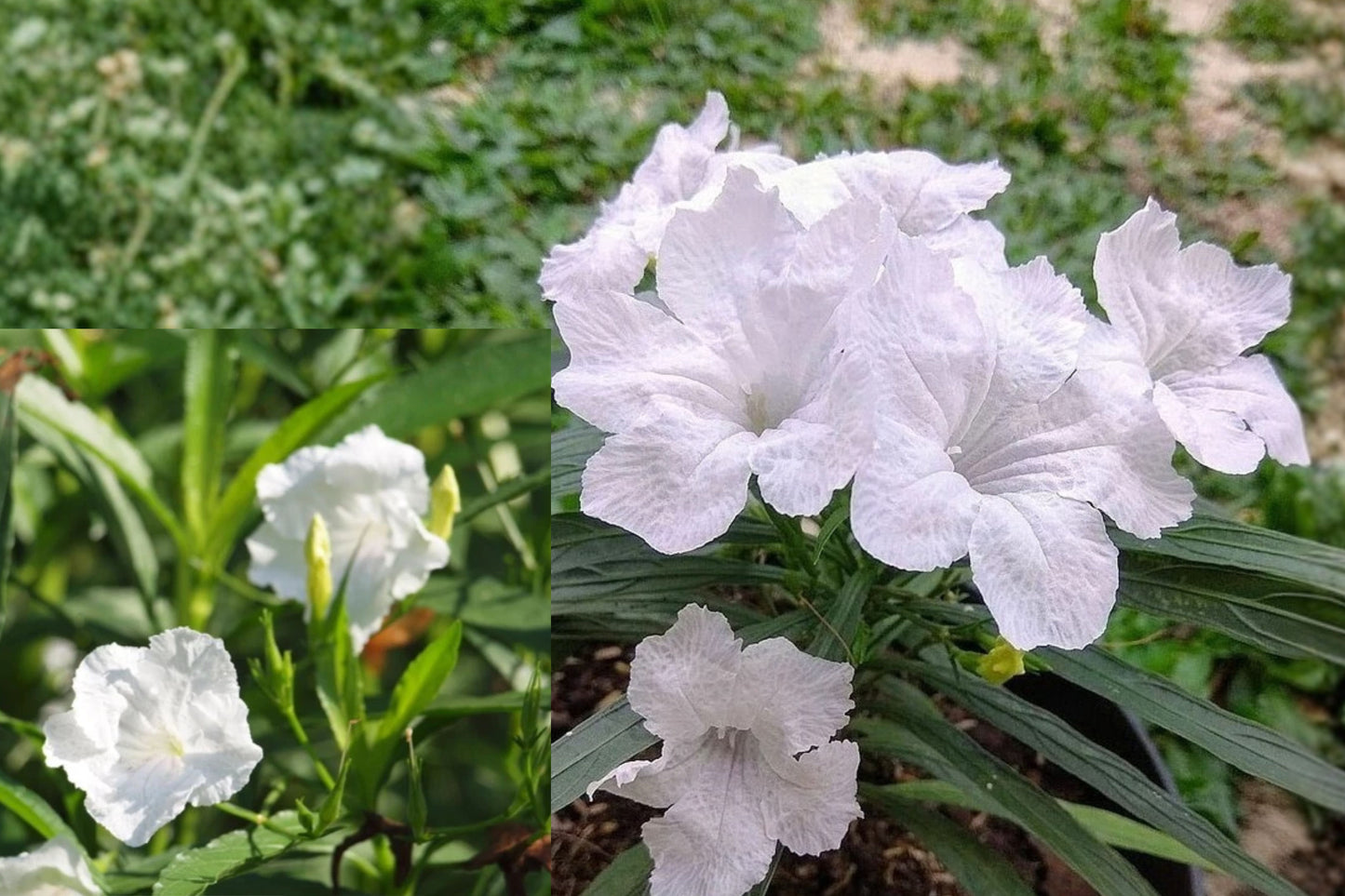 White Mexican Petunia Live Plant 3–4 Inch – Ruellia – Ships Without Pot