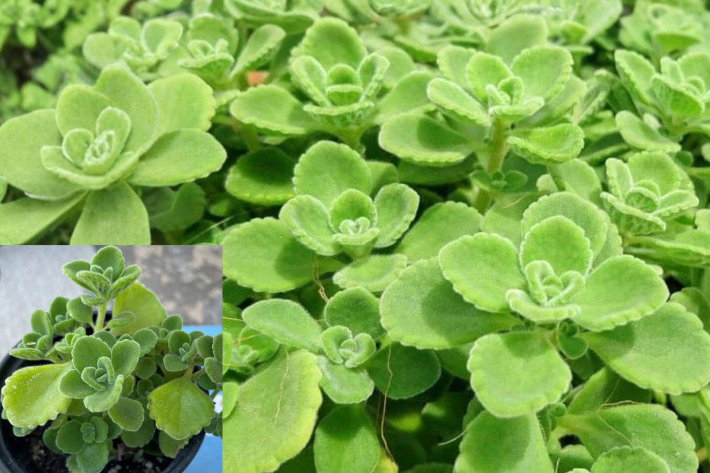 3 Vicks Plants – 4–6 Inch Live Starter Plants – Plectranthus tomentosa