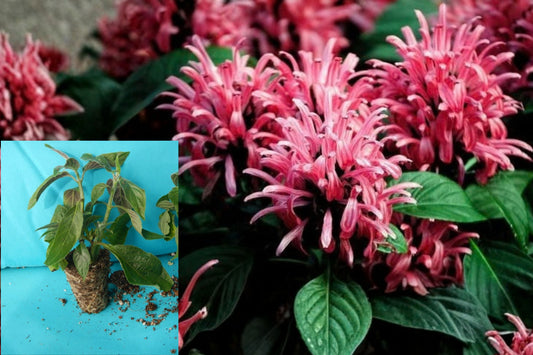 Pink Flamingo Justicia Carnea Live Plant – Rooted Starter – Brazilian Plume