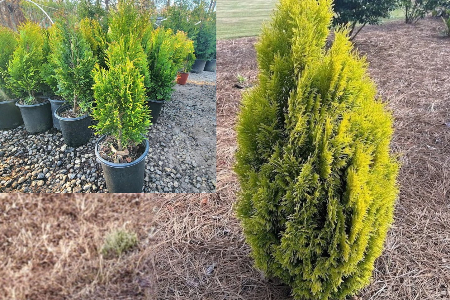Forever Goldy Arborvitae Live Plant – Thuja plicata ‘4EVER’ – 2.5 QT