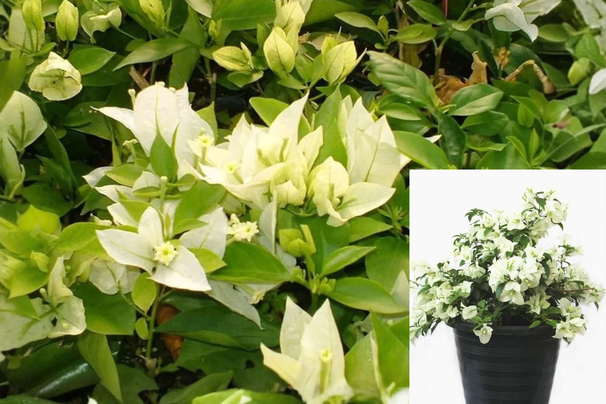 Ms Alice White Bougainvillea 2 Live Plants 4–6" – Bare Root