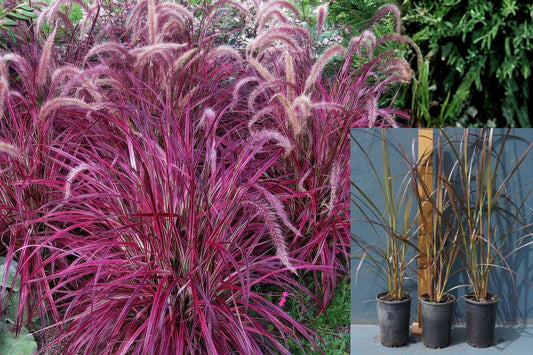 3 Red Purple Fountain Grass Live Plants, 4–8 Inch Ornamental Grass Clumps, Colorful Landscape Garden Plants